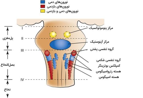 تنفس آپنوستیک